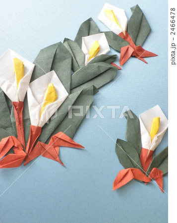 水芭蕉 水芭蕉 2466478