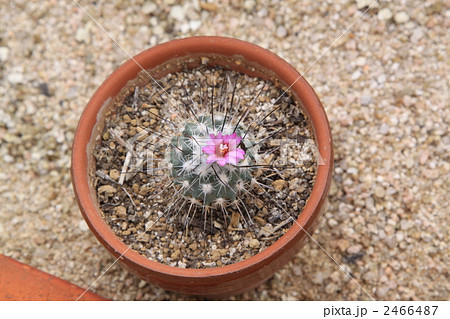 薫鯱 薫鯱 2466487