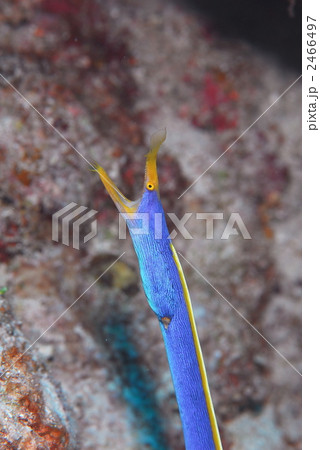 ウツボ ウツボ 2466497