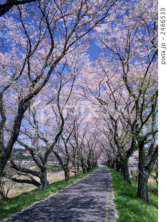 法勝寺の桜 法勝寺の桜 2466539