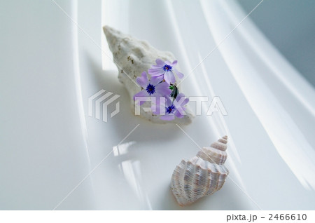 芝桜と貝殻 2466610
