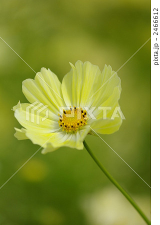 イエローキャンパス（コスモス） 2466612