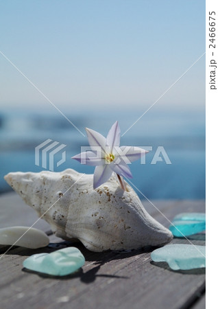 ハナニラと貝殻 2466675