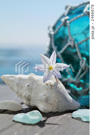 ハナニラと貝殻 2466679