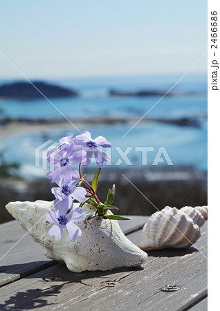 芝桜と貝殻 2466686