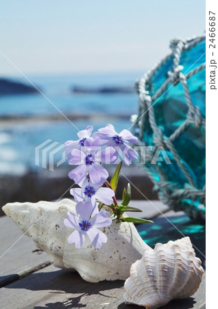 芝桜とガラス浮き 2466687