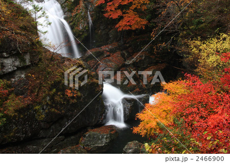 みたらい渓谷の紅葉 2466900