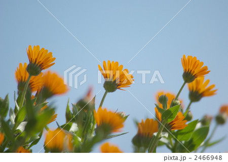ローアングルの冬知らずの花の写真素材