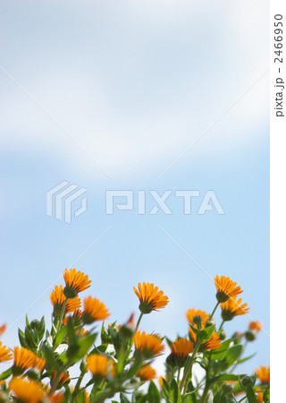 ローアングルの冬知らずの花の写真素材