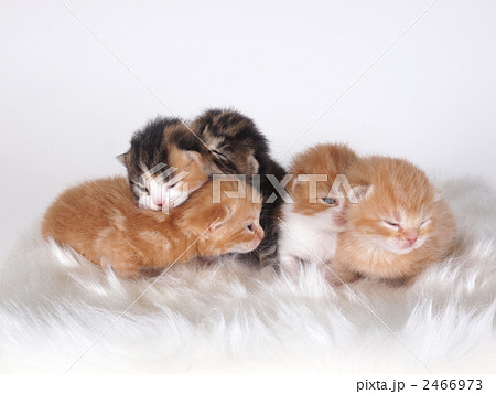 5匹の子猫 5匹の子猫 2466973