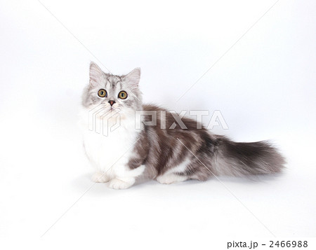 カメラ目線のマンチカン 2466988