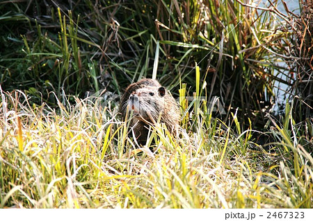 清水緑地のヌートリア 2467323
