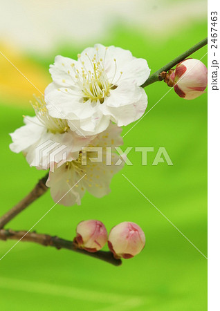 梅花_黄緑色 2467463