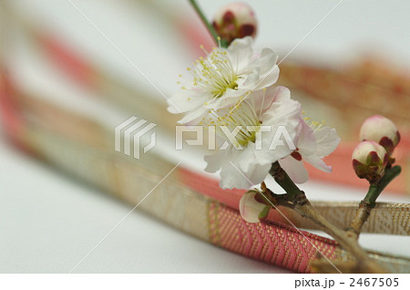 梅花と帯留 2467505