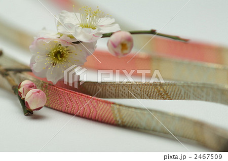 梅花と帯留 2467509