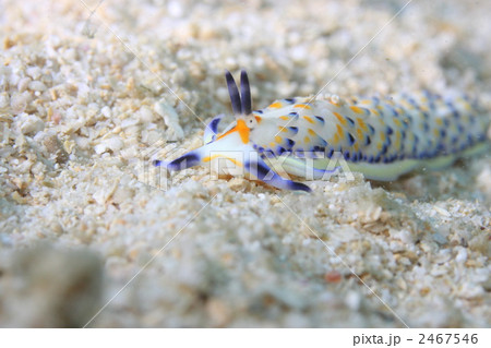 ケイウミノウミウシ ケイウミノウミウシ 2467546