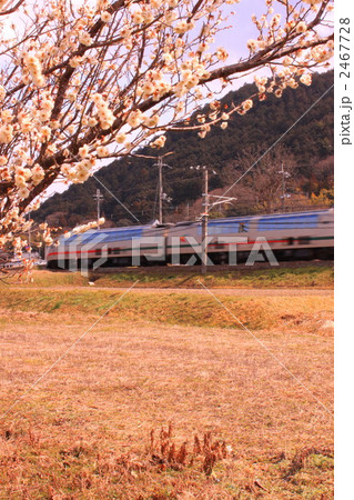 梅の花 梅の花 2467728