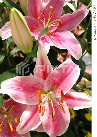 花の背景素材 ピンクの百合の優雅な花びらと褐色の蕊 縦位置の写真素材