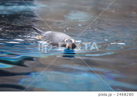 ペンギン 2468280