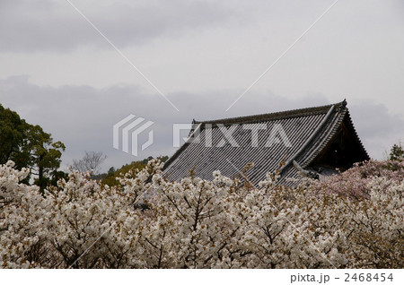 仁和寺の御室桜 2468454