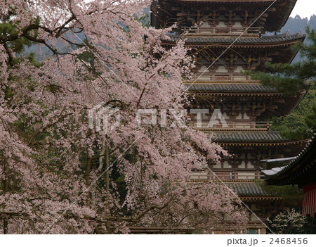 醍醐寺　五重塔と桜 2468456