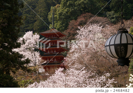 長谷寺の五重塔と桜 2468482
