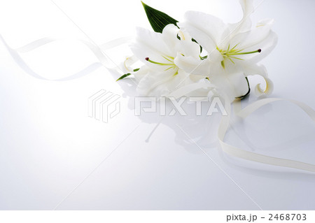 百合 百合 2468703