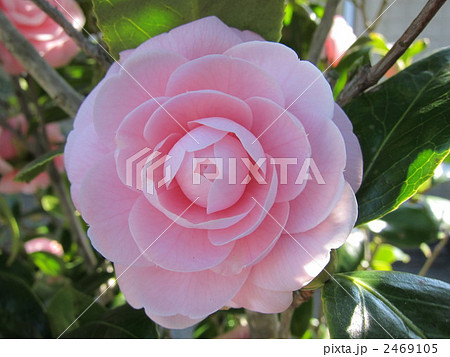 山茶花 2469105