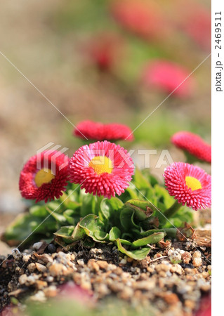 デージー 2469511