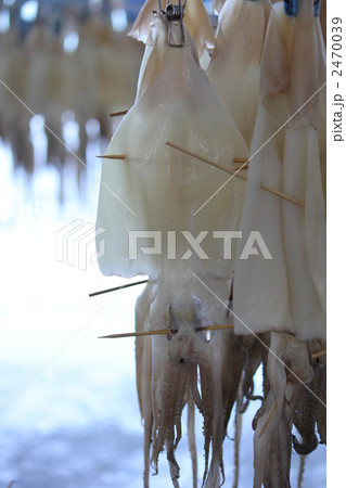 いかの一夜干し 2470039