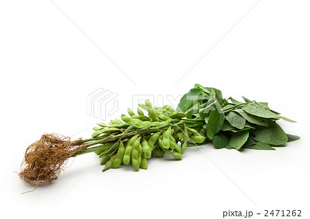葉つき枝豆 葉つき枝豆 2471262