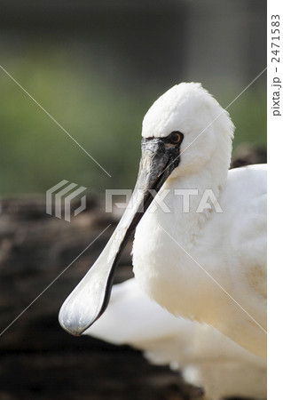 絶滅危惧種、クロツラヘラサギのアップ1 2471583