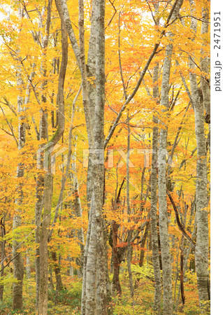 ブナ林の紅葉 2471951