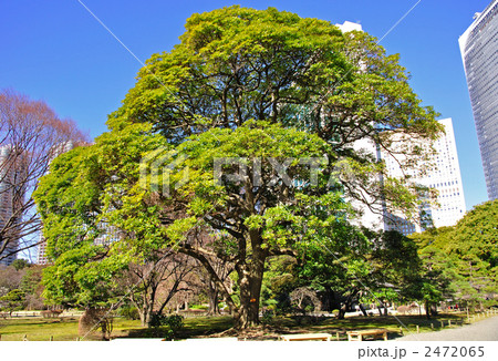 浜離宮恩賜庭園・タブノキ 2472065