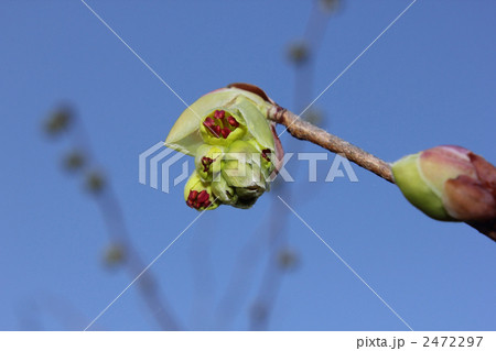 トサミズキの花 トサミズキの花 2472297