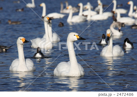 コハクチョウ 2472486