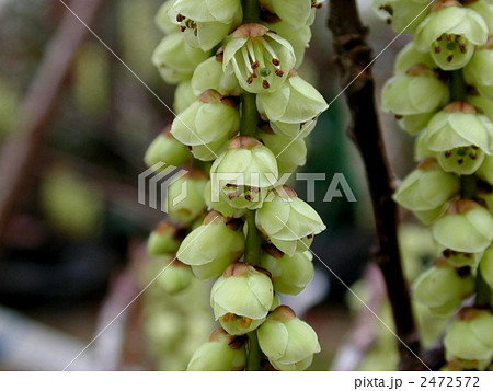 キブシの花 2472572