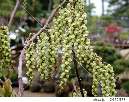 キブシの花 2472573