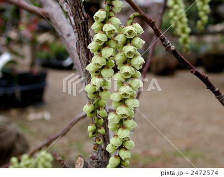 キブシの花 2472574