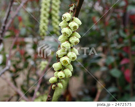 キブシの花 2472575