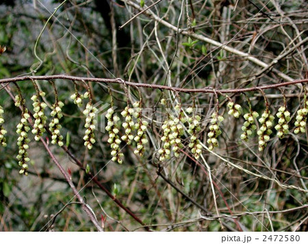 キブシの花 2472580