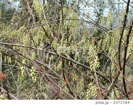 キブシの花 2472584