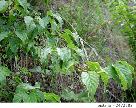 キブシの葉 2472588