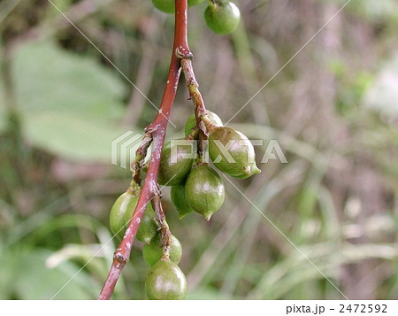 キブシの実 2472592