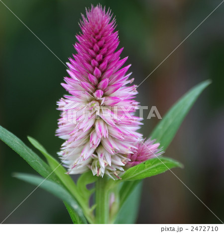 ノゲイトウ 2472710