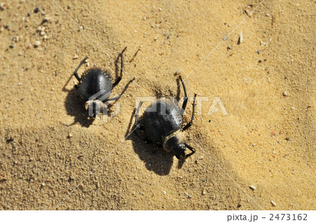 サハラ砂漠のスカラベの写真素材