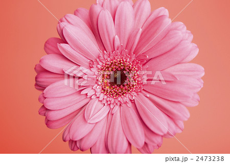 ガーベラの花 ガーベラの花 2473238