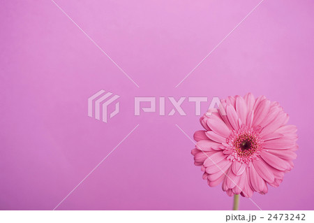 ガーベラの花 ガーベラの花 2473242