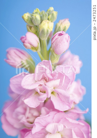ストックの花 2473251