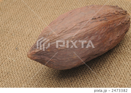 カカオの実 カカオの実 2473382